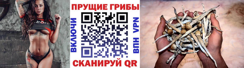 Галлюциногенные грибы Psilocybine cubensis  Кола 